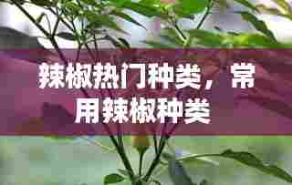 披肝沥胆 第6页