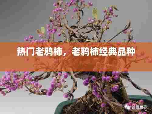 热门老鸦柿，老鸦柿经典品种 