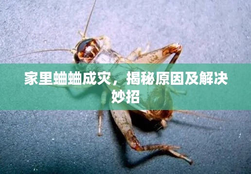 家里蛐蛐成灾，揭秘原因及解决妙招