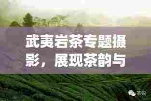 武夷岩茶专题摄影，展现茶韵与自然的和谐魅力