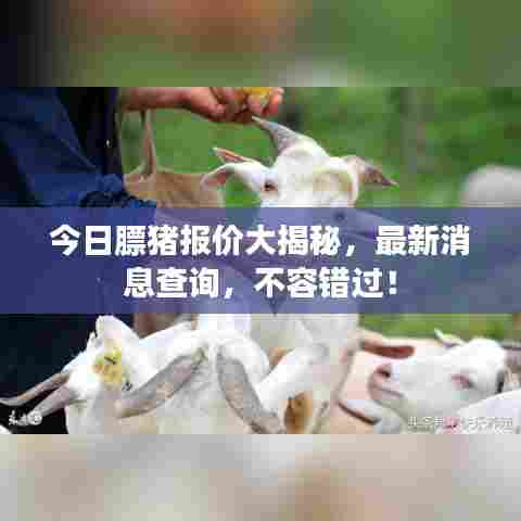 今日膘猪报价大揭秘，最新消息查询，不容错过！