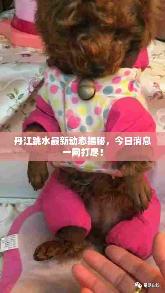 丹江跳水最新动态揭秘，今日消息一网打尽！