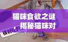 猫咪食欲之谜，揭秘猫咪对食物的无尽渴求与需求理解