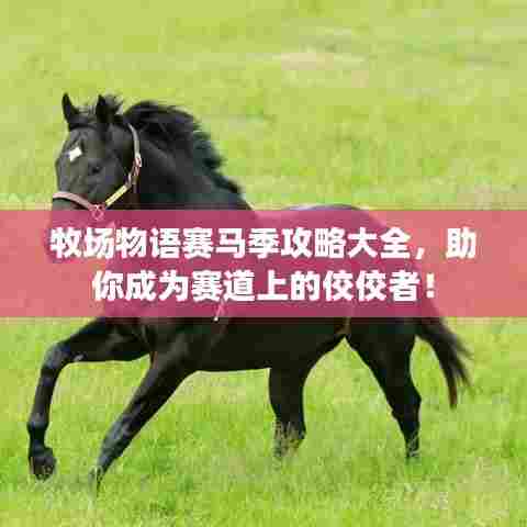 牧场物语赛马季攻略大全，助你成为赛道上的佼佼者！