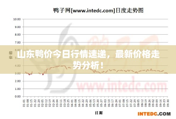 山东鸭价今日行情速递，最新价格走势分析！