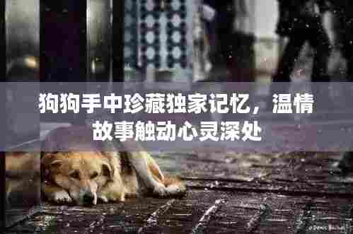 狗狗手中珍藏独家记忆，温情故事触动心灵深处