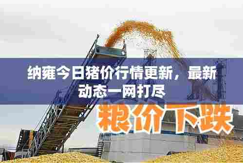 纳雍今日猪价行情更新，最新动态一网打尽