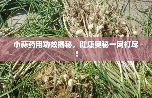 小蒜药用功效揭秘，健康奥秘一网打尽！