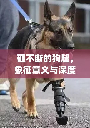 砸不断的狗腿，象征意义与深度解读探究