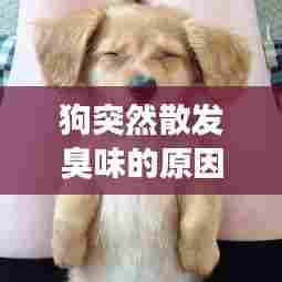 狗突然散发臭味的原因与应对方法