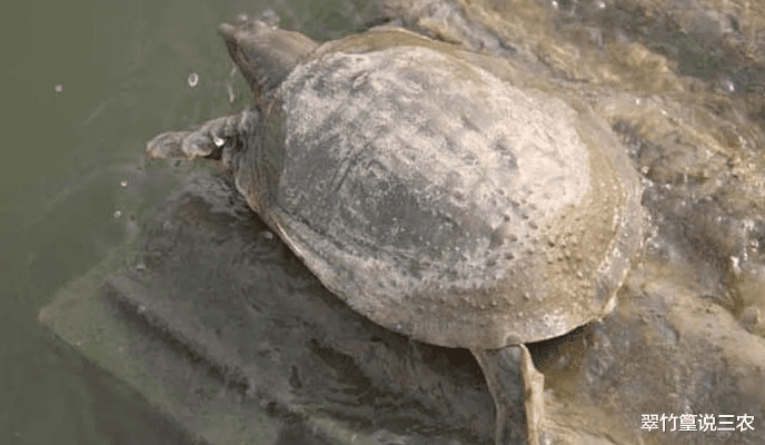 甲鱼版本或无限唱 官方下载,真实解答解释定义|增强版_v8.987