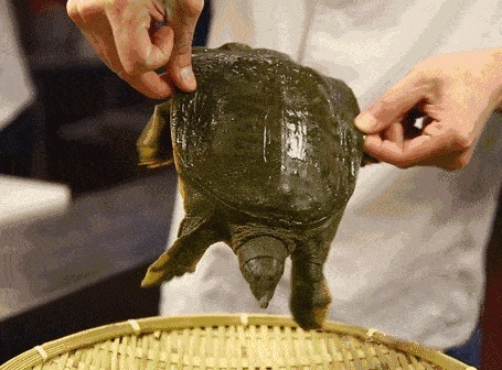 甲鱼版本及大米红包官方下载,调整计划执行细节_XT_v9.294